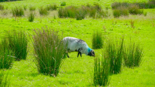 białe owce jedzące trawy irlandia - carrowmore zdjęcia i obrazy z banku zdjęć