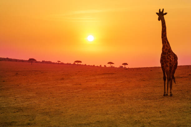 istock Giraffe and sunset over Kenyan savannah field 1133796632