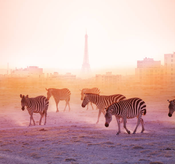Group of zebras walking with Paris on background