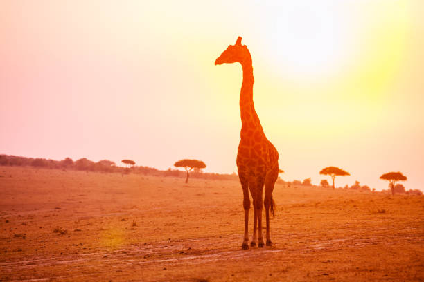 istock Profile of giraffe stand in sunset light 1133796640