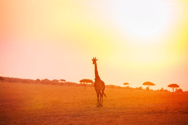 istock Giraffe walking in the evening light over savannah 1133796650