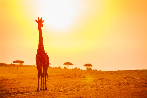 istock Big giraffe in Kenya savannah over orange sunset 1133796651