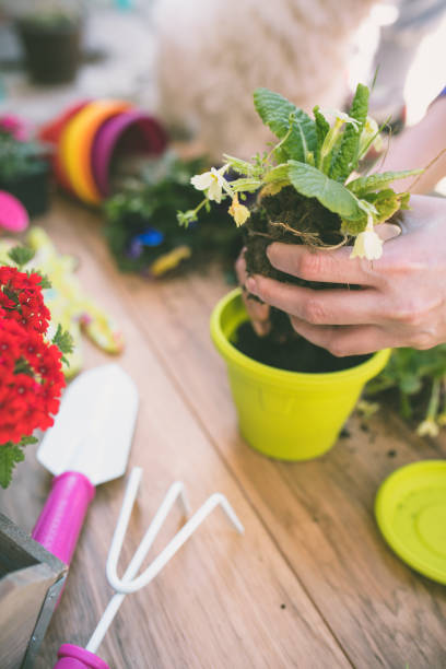 istock Woman's hands planting spring flowers 1133796858