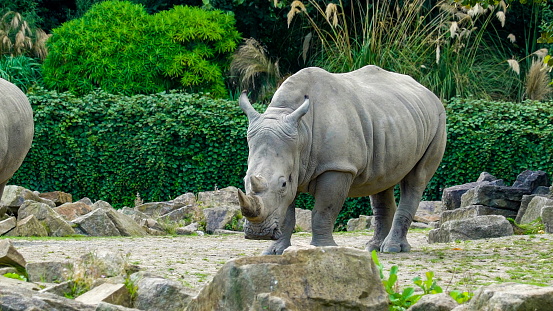 Indian rhino eating leaves from low branches in heavy rain. Monsoon rains bring abundance.