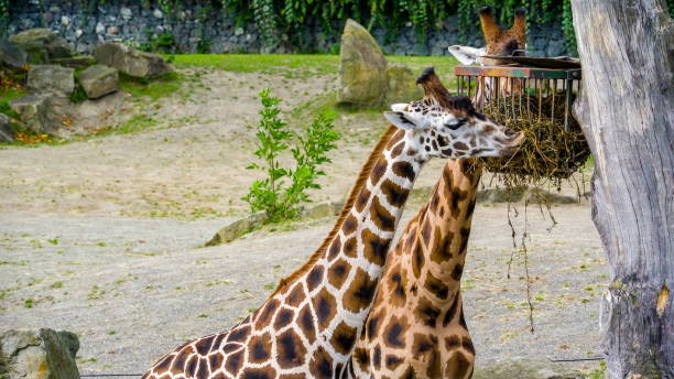 istock Two big giraffes eating brown hay grasses 1133798402