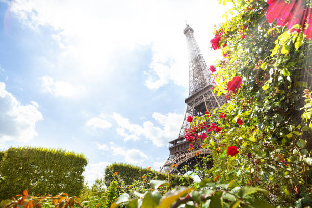 Eifel tower through red roses on sunny day, Paris, France