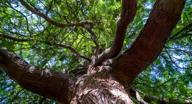 istock The brown trunk and branches of the big tree 1133799148