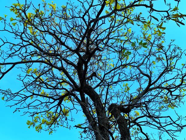 istock Dark trees with yellow flowers and blue sky 1133799371