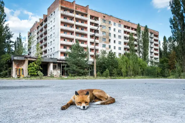 The fox being fed by tourists that has no fear of people and behaves like a dog in the ghost town of Pripyat, Ukraine, 08.08.2018