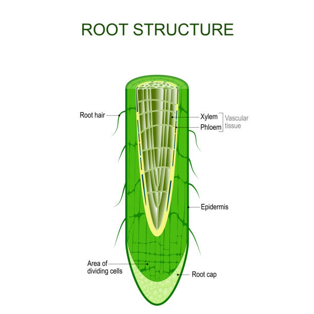 Root structure. Plant anatomy. Root structure. Plant anatomy. The cross-section of the root with area of dividing cells, Xylem, Phloem, cap, epidermis, and hairs. Vector illustration for biological, science,  and educational use tissue anatomy stock illustrations