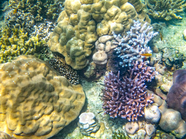 サンゴ礁 - sea life andaman sea thailand damselfish ストックフォトと画像