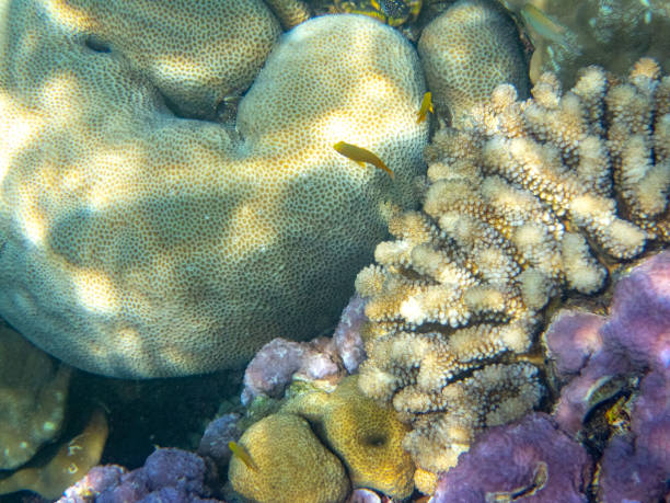 サンゴ礁 - sea life andaman sea thailand damselfish ストックフォトと画像