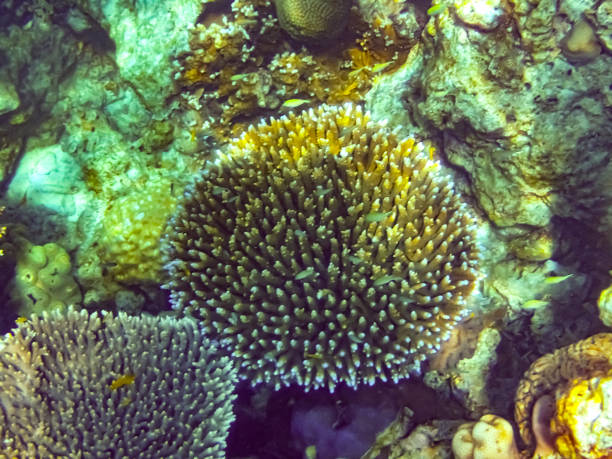 サンゴ礁 - sea life andaman sea thailand damselfish ストックフォトと画像