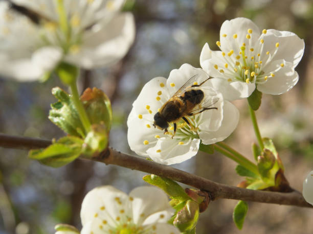 istock Honey Bee harvesting pollen from Cherry Blossom,bee collecting nectar from white cherry flower 1133802798