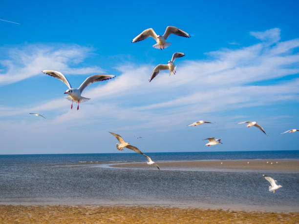 istock Seagulls on the North Sea 1133802861