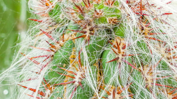 istock The feathers and spikes on the cactus in Ireland 1133804419