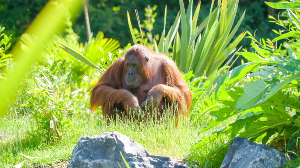 istock A brown ape walking through the grasses 1133806001