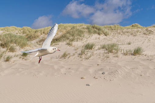 Seagull on the Dune landscape