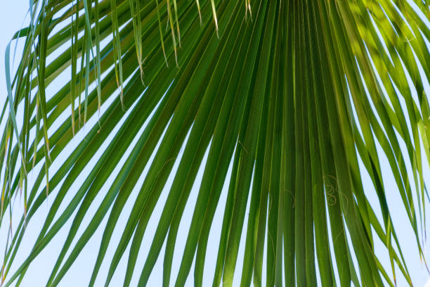 istock large hanging green leaf of a palm tree against the blue sky 1133806185