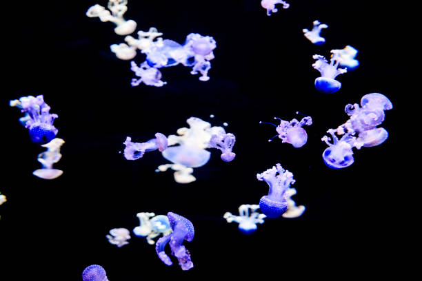 istock Jellyfish Dangerous Poisonous Medusa 1133806942