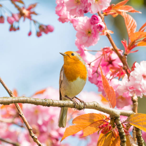 robin, vogel auf einem kirschbaum - rotkehlchen stock-fotos und bilder