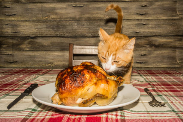 Kitten Stealing Holiday Dinner stock photo