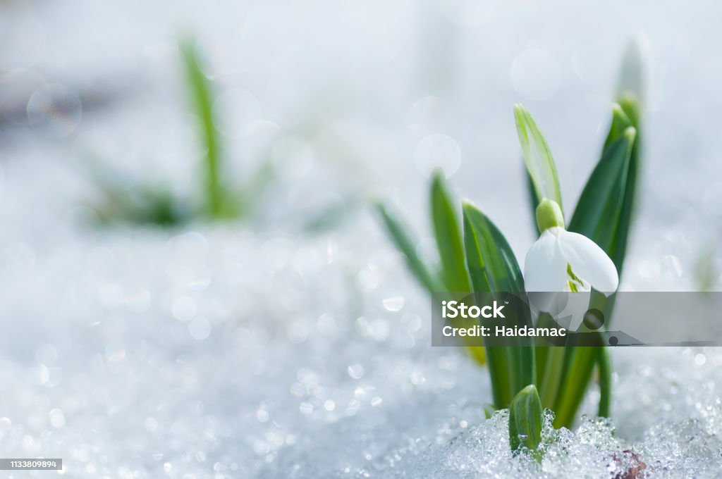 Beautifull snowdrop flower growing in snow in early spring forest Beautifull snowdrop flower growing in snow in early spring forest. Tender spring flowers snowdrops harbingers of warming symbolize the arrival of spring Flower Stock Photo
