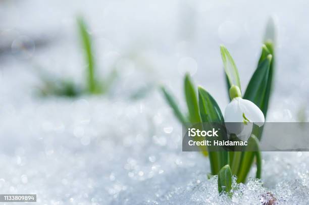 Beautifull Snowdrop Flower Growing In Snow In Early Spring Forest Stock Photo - Download Image Now