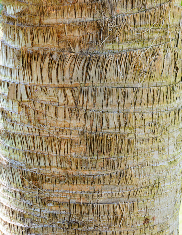 wooden background with trunk of a palm tree with large textures