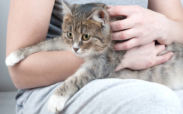 istock Cat sitting on womans hands at home. 1133810980