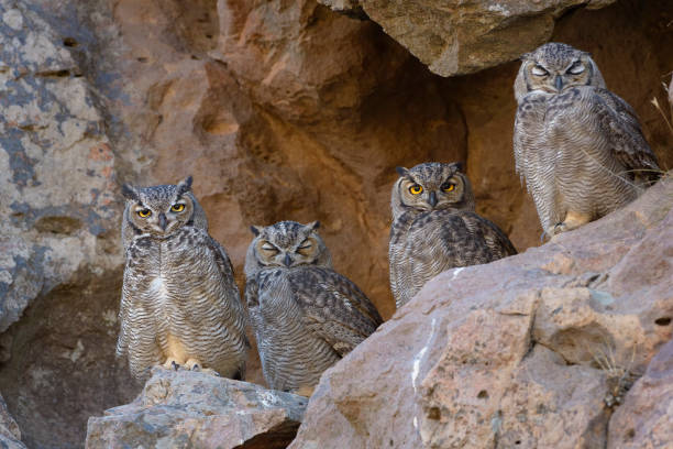 Tucuquere Owls A family of owls nesting in the rock in Puerto Deseado, Patagonia Argentina meio ambiente stock pictures, royalty-free photos & images