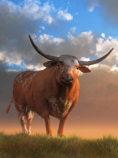 istock Texas Longhorn Bull 1133813051