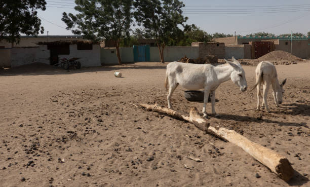 Two white donkeys search the village square in an African village for the sparse food. Two white donkeys search the village square in an African village in Sudan for the sparse food. backwards picture search stock pictures, royalty-free photos & images