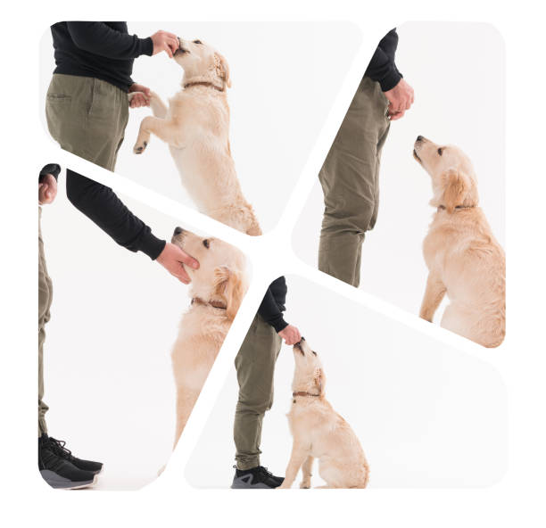 istock Training a golden retriever Puppy 1133815547