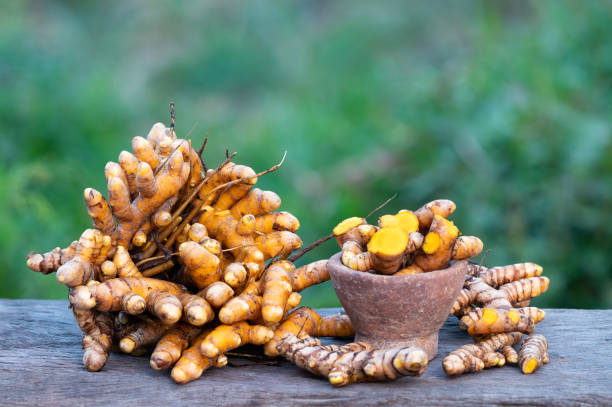 racine de curcuma (curcuma longa), plante herbacée - spice ayurveda herb curry powder photos et images de collection