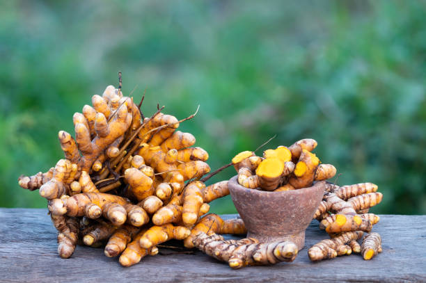 radice di curcuma (curcuma longa), pianta di erbe - spice ayurveda herb curry powder foto e immagini stock