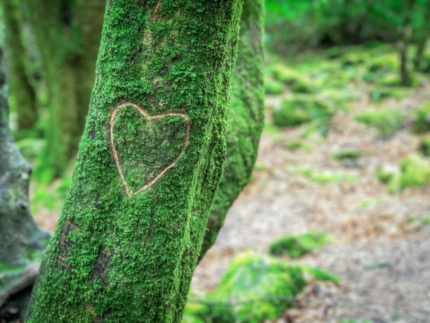 istock Heart Shape Carved in a Mossy Tree Trunk 1133819014