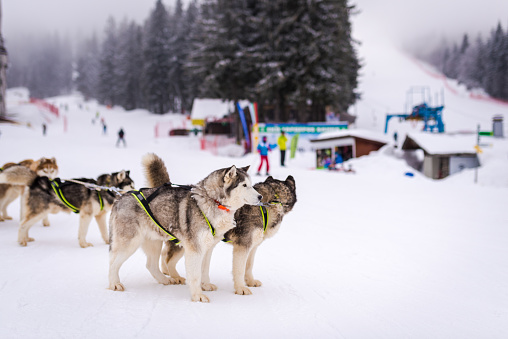 Husky dog sleigh in a winter resort. Pamporovo Bulgaria