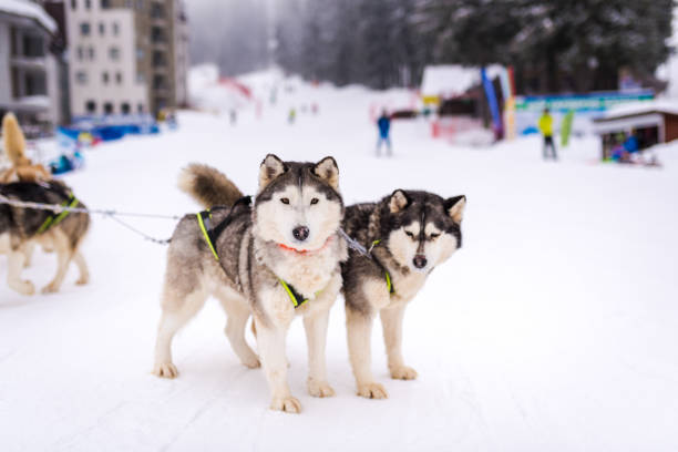 Husky dog sleigh in a winter resort. Pamporovo Bulgaria stock photo