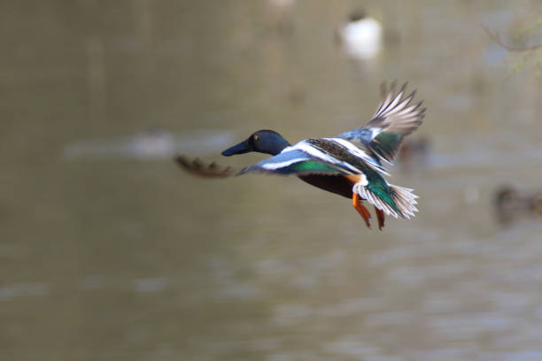 istock Northern SHovler Take off 1133822033