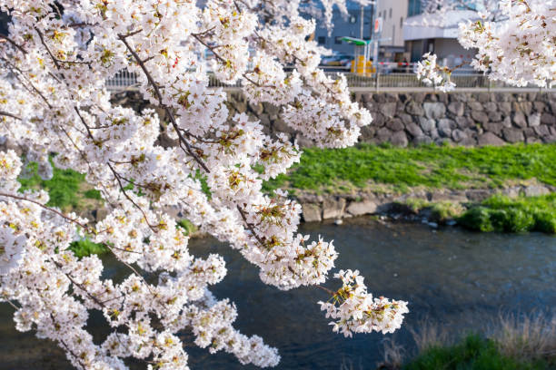 istock Sakura cherry blossoms branches front river view, stones dam and green grass yard next to river with parking lot services behind. Sakura turn pink full blooming with sunny day spring time in Japan. 1133822366