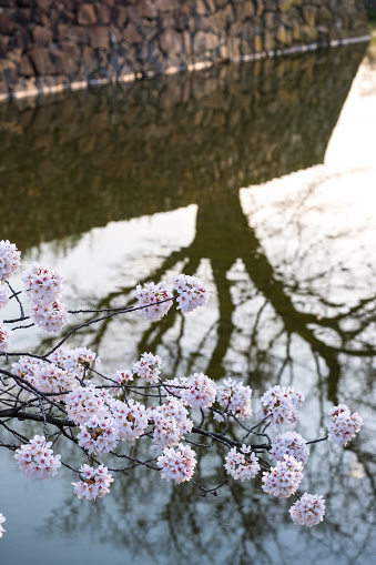 Sakura Pink Cherry Blossoms Branches With Tree Dark Shadow Background Sakura  Branches Turn To Pink In Spring Season Stock Photo - Download Image Now -  iStock