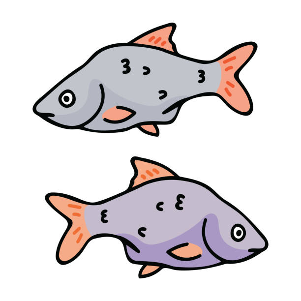Goat Fish Vector 50+ Goatfish Stock Illustrations, Royalty-Free Vector Graphics & Clip ...