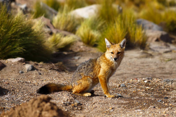 South American fox, desert highlands of northern Chile stock photo