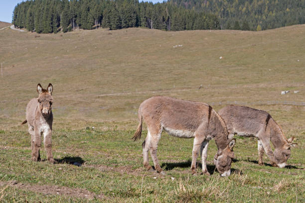 istock donkeys on Vezzena pass 1133823990