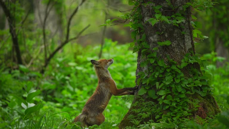 Fox in Kunashir Island (Kuril Islands)