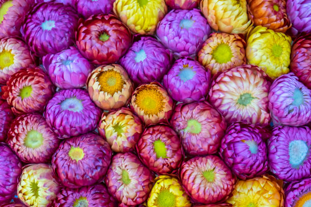 istock colorful straw flowers background 1133824575
