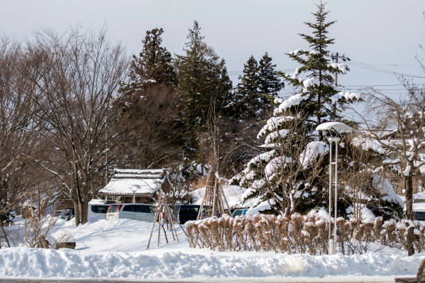 Snow covering wines with straw wrapped round vines as protection from cold, with snow covering trees and house in background. Nagano, Japan