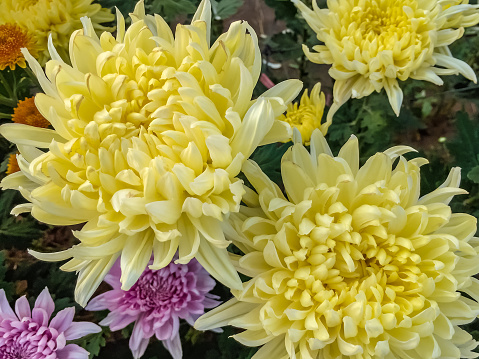 Close-up of beautiful yellow chrysanthemum (hardy chrysanth) on pink, orange flowers and green leaf background. Top view.