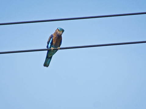 Blue bird of thailand - The Indian roller (Coracias benghalensis), sits on the wires.